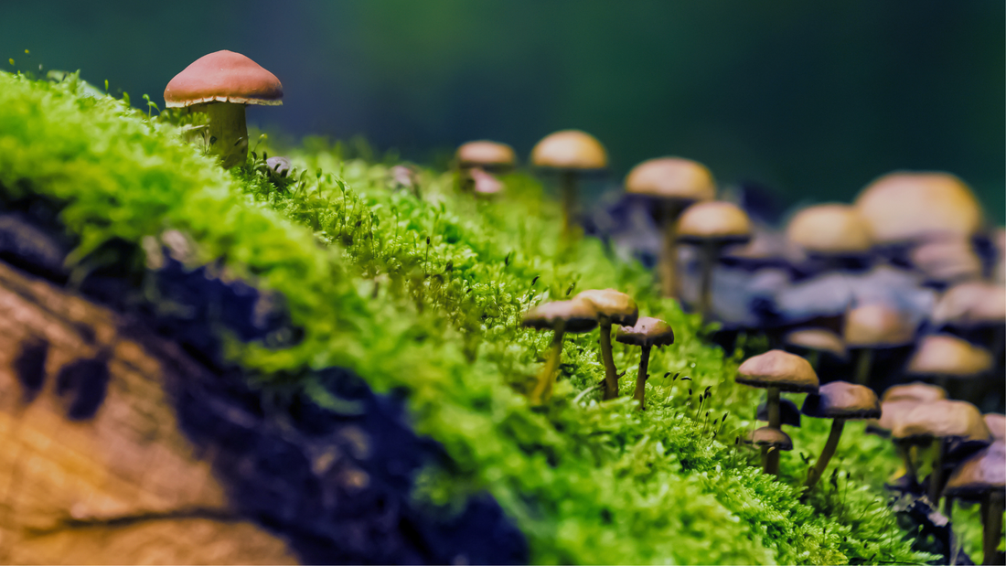 Plant-Based Eating: Are Mushrooms Plants?