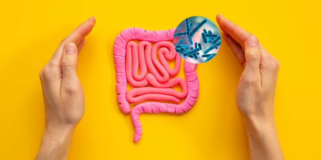 Why Prebiotics Are the Secret to a Happy Gut