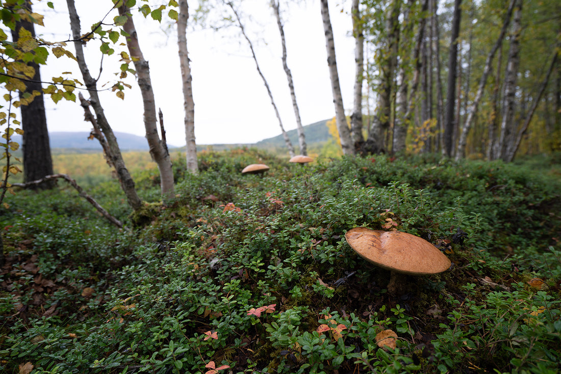 How Mushrooms Can Clean Up Our Mess