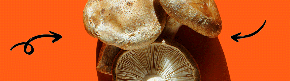 Shiitake Mushroom, Shroomeats' Star Ingredient
