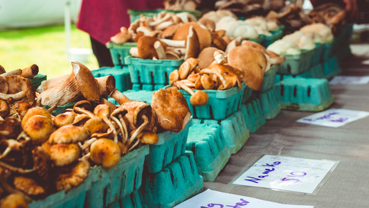 How Mushroom Cultivators Create Sustainable Farms